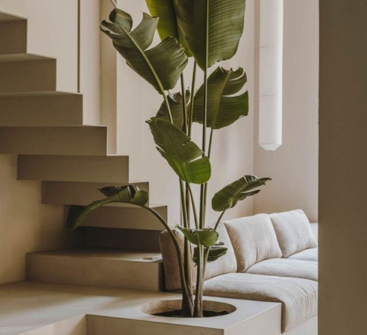 6 Tips para incorporar plantas en interiores